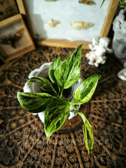 Scindapsus Blue Albo salaka variegata marble scyndapsus Indonezja