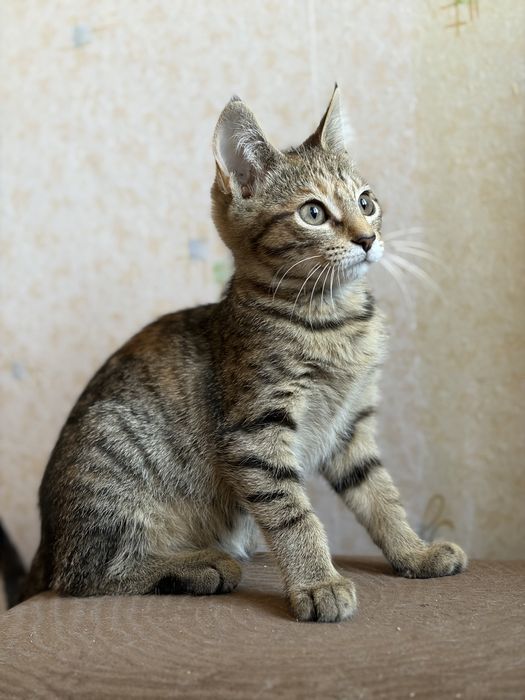 Кошеня шукає родину