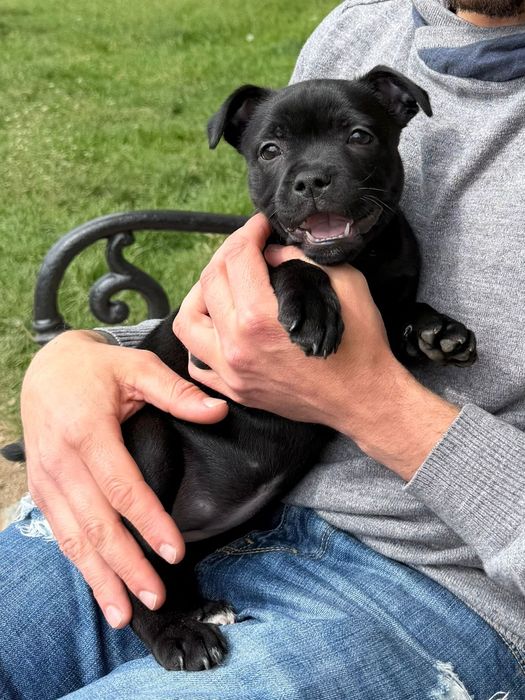Staffordshire Bull Terrier - Suczka  FCI