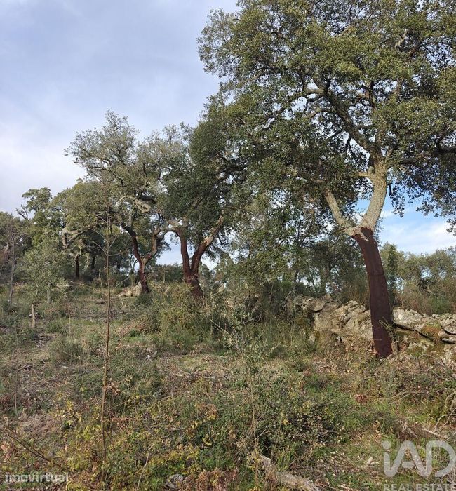 Terreno em Monsanto e Idanha-a-Velha