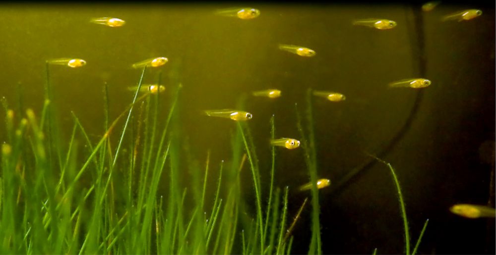 Guppies Endler machos, femeas e alevins recém-nascidos