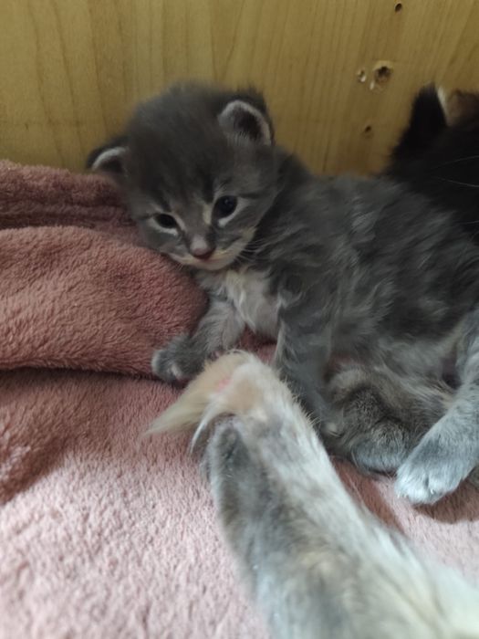 Maine Coon do rezerwacji