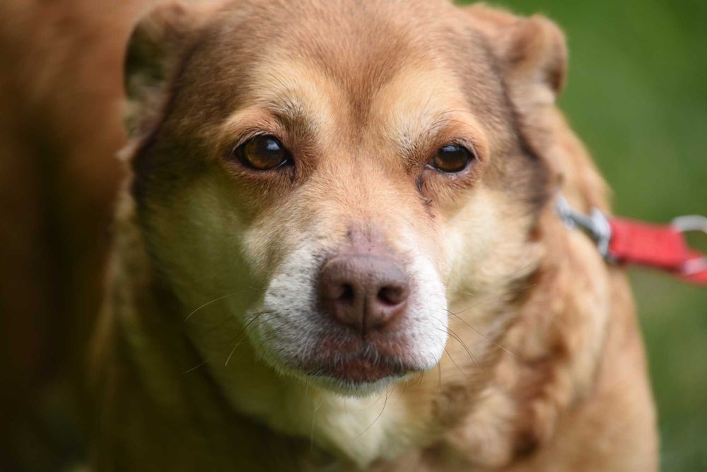 Figa - suczka do adopcji