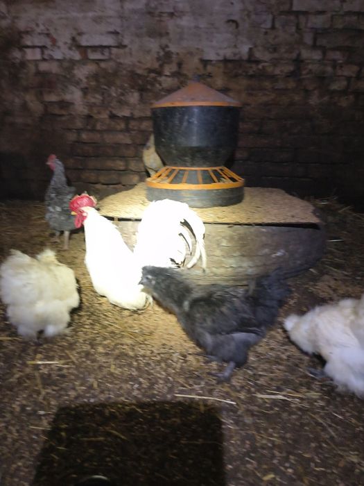 Chabo biały kogucik