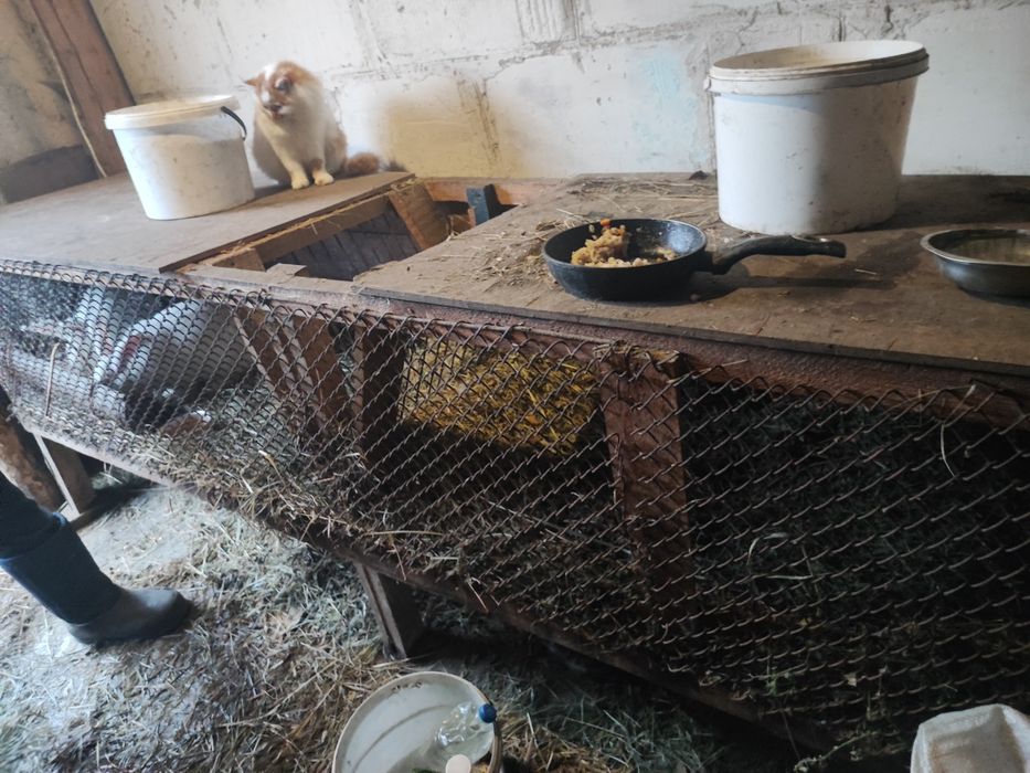 Клітка для кроликів, гризунів