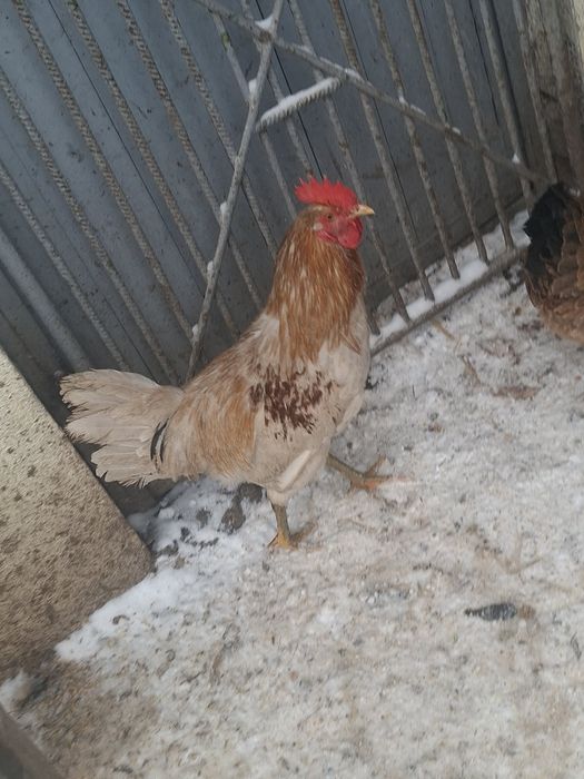 Sprzedam jajka lęgowe