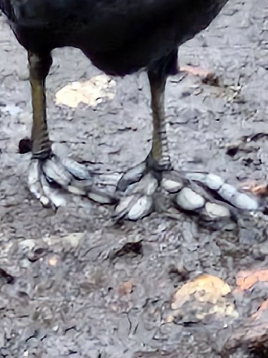 Kaczki ozdobne łyski sprzedam.