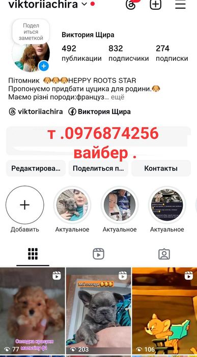 Суперова цукерочка. Мальтіпу ф1