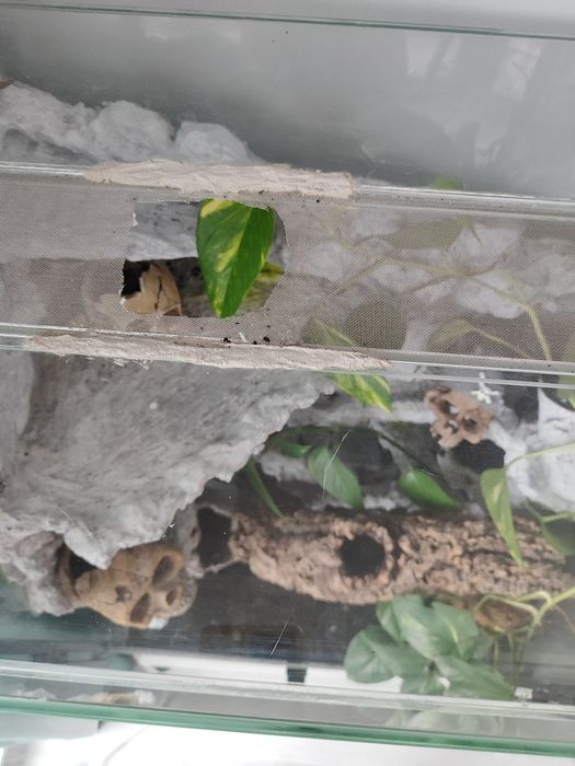 Terrarium  tropikalne z wodospadem, gekon, agama