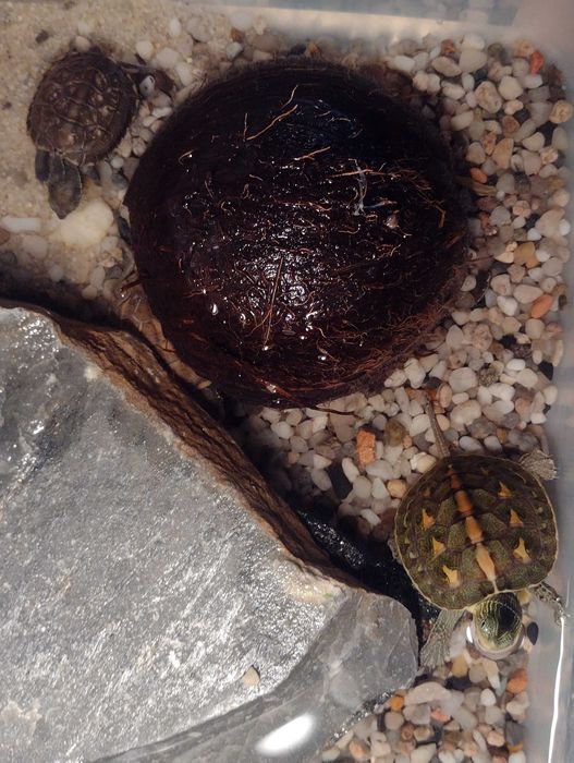 Żółwie chińskie wodno-lądowe