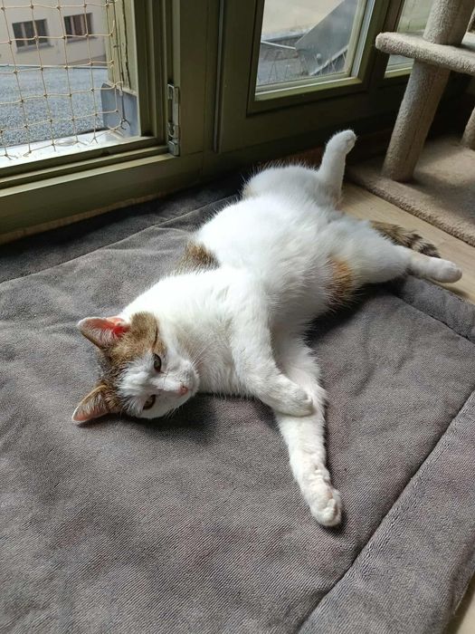 6-o letni Medyś , kocurek