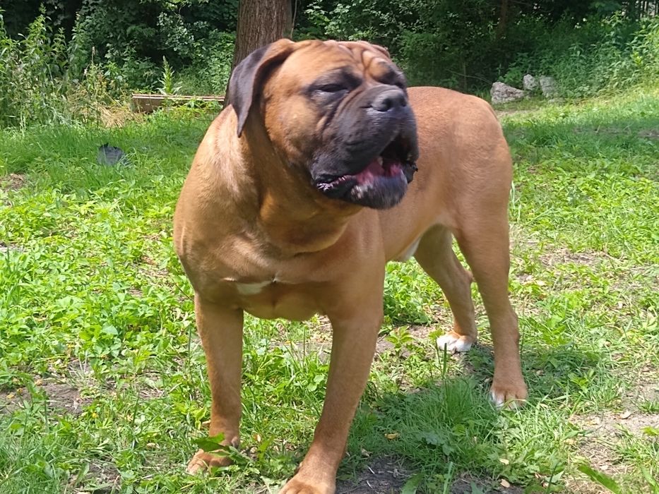 Cane Corso dorosły pies