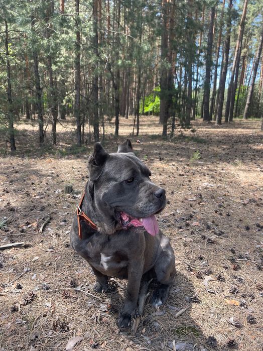 цуценята  породи Кане корсо.