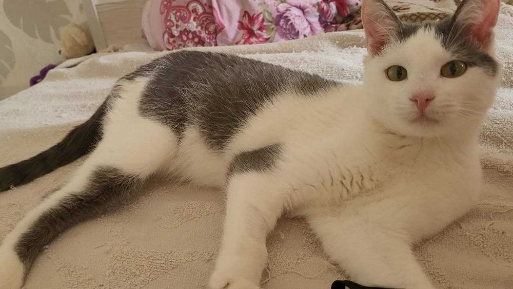 Кошенятко у добрі руки