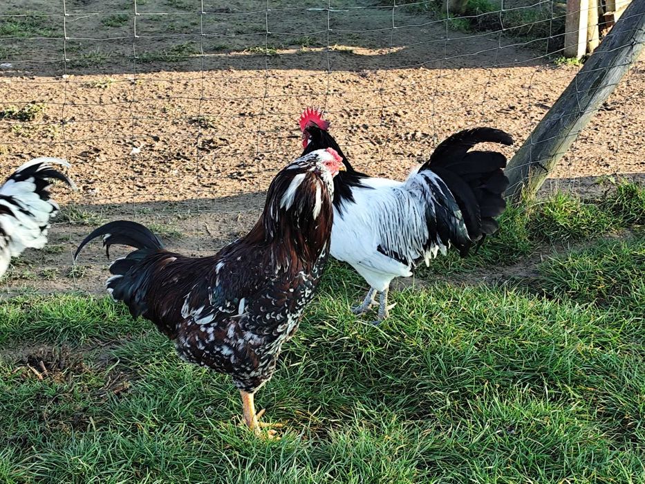 Koguty rasowe Orłowskie, Lakenfelder, Włoszka.