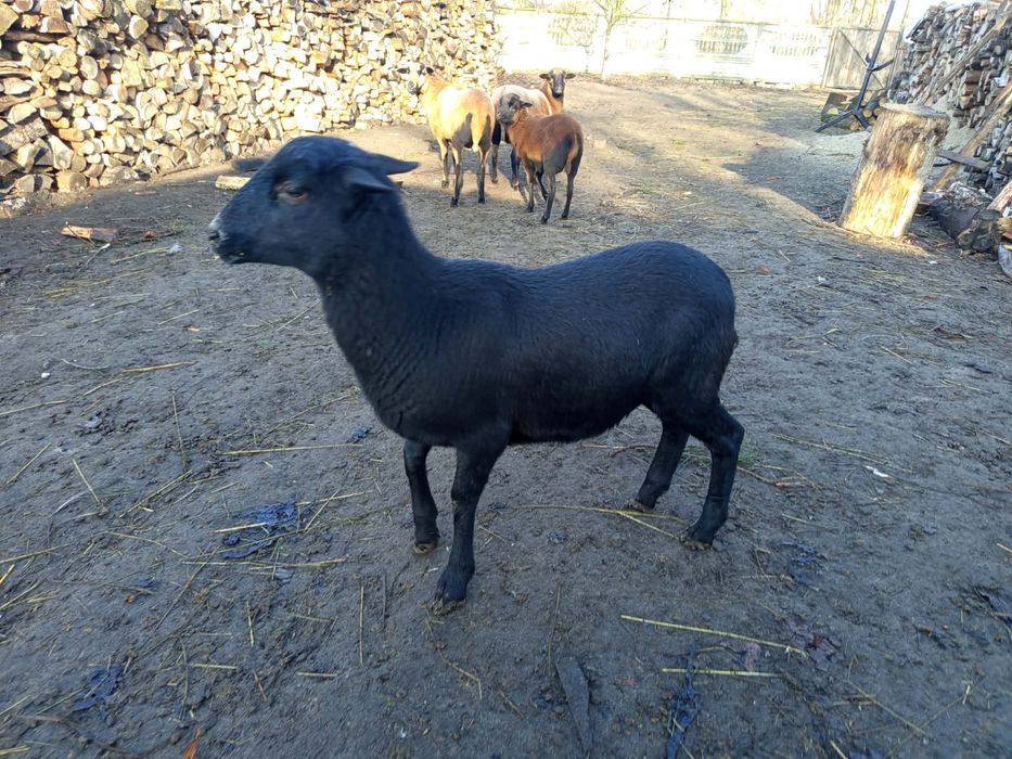 Owca kameruńska czarna