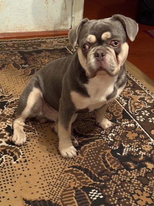 Французкий Бульдог