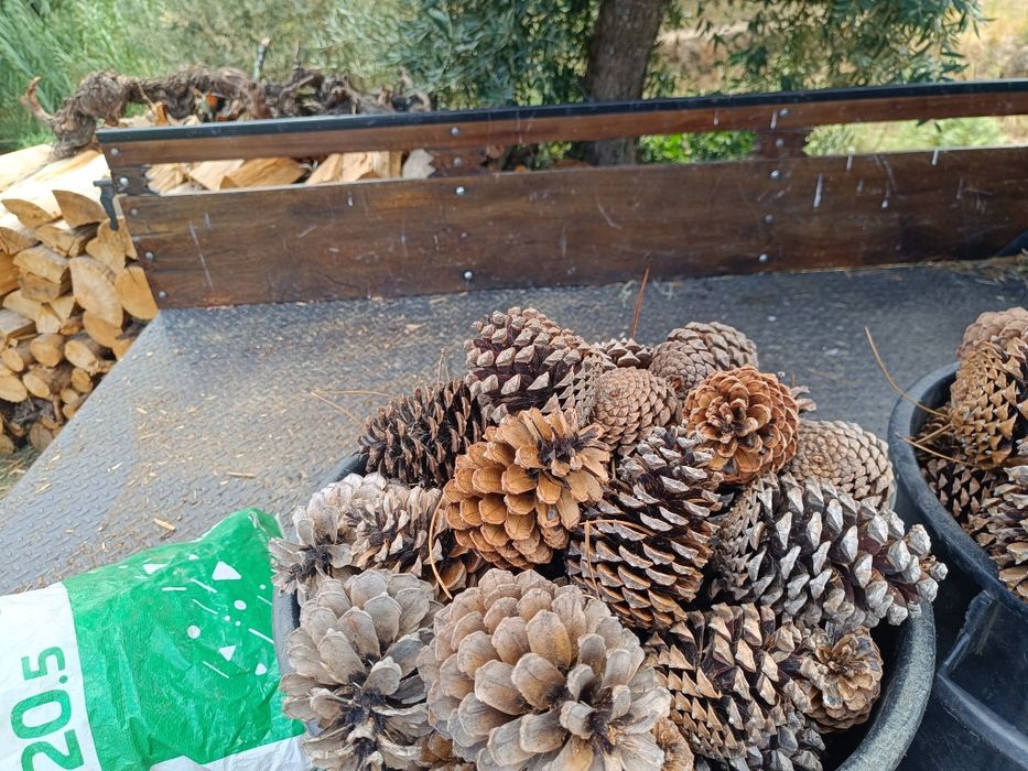 Saca com pinhas a melhor acendanha natural variedade de preço.