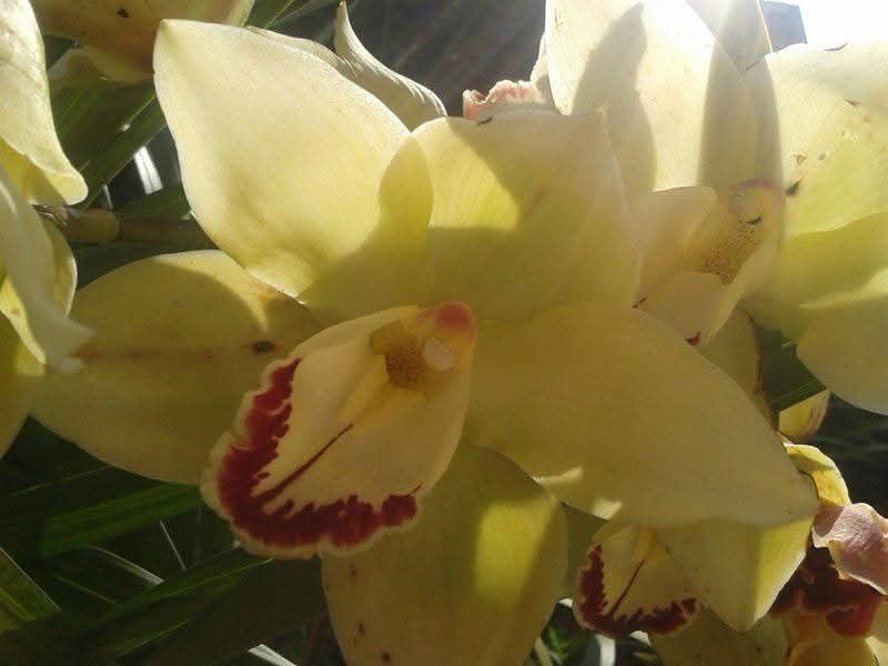 Orquídea verde 2€ cada muda