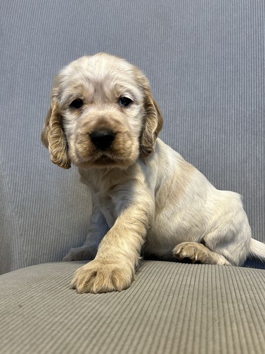 Piesek i Suczka Cocker Spaniel Angielski - orange roan