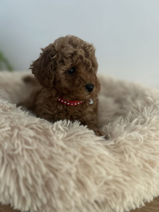 Pudel miniaturowy - plowy -suczka