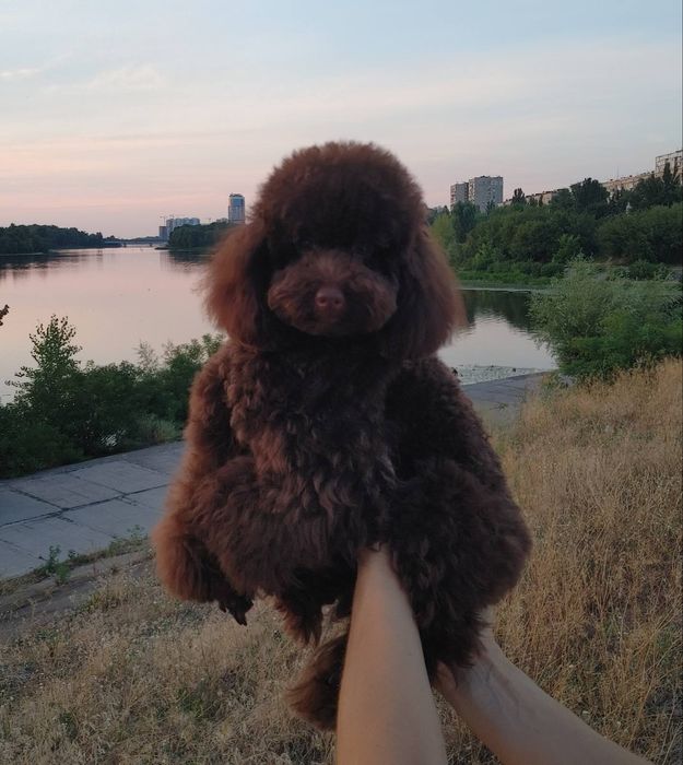 Самый очаровательный шоколадный юниор пудель