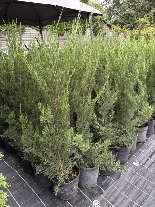 Продам ялівець Спартан 1-1.2м