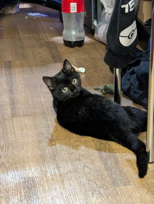 Чорний котик в добрі руки (привеземо в любе місто)