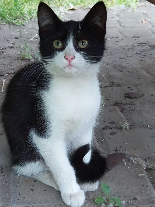 Котик  9  місячний черно білий
