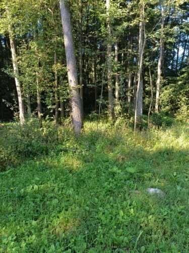 Sprzedam olchę tartaczną na pniu w korzystnej cenie.