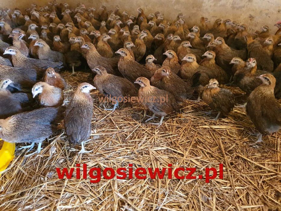 kurki kokoszki nioski Zielononóżki