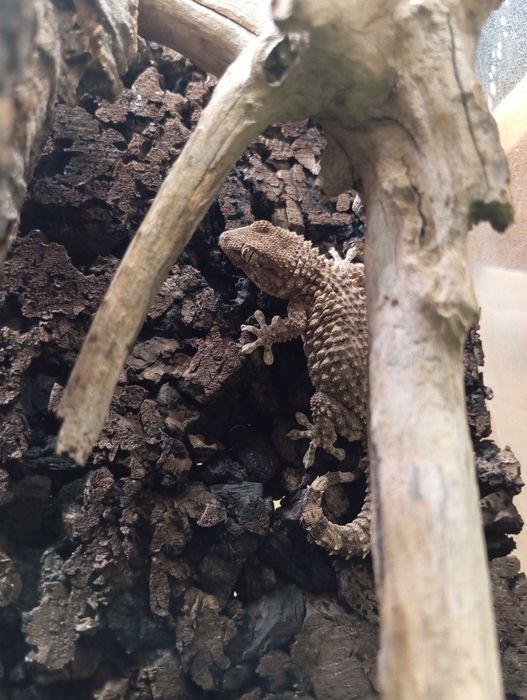 Gekon murowy Tarentola mauritanica