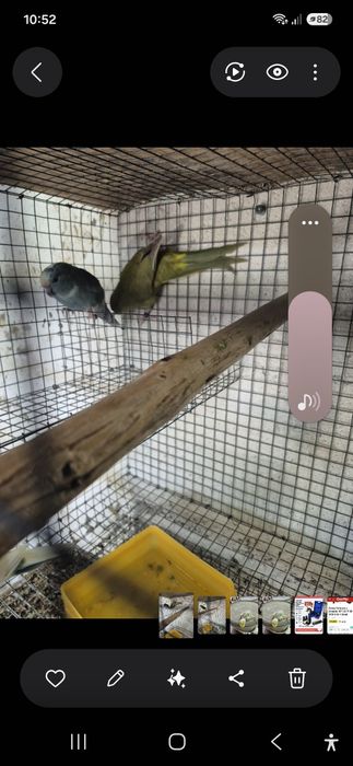 Kakarikis  femeas spangle , verdes e azuis