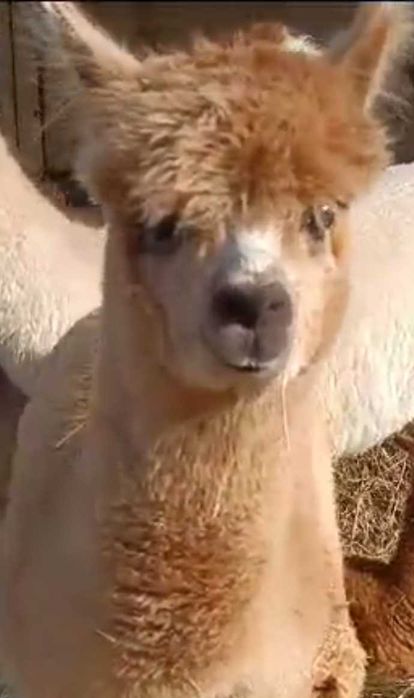 alpaka samiczka Light Fown