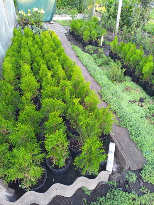 Хвойные растения. Туя Смарагд 200 грн. 4 года!