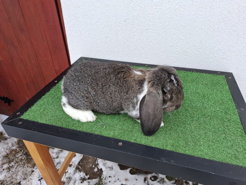 KrKóllik Baran Francuski Marburski Srokacz