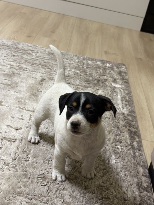 Pieski Jack Russell Terrier