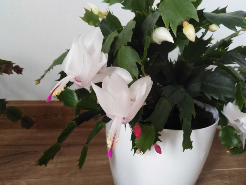 Sprzedam kwiaty domowe ładne zdrowe w donicach