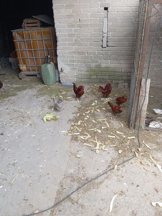 Brodacz wąsacz Antwperski.