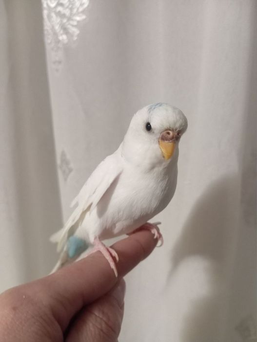 Продам попугаїв