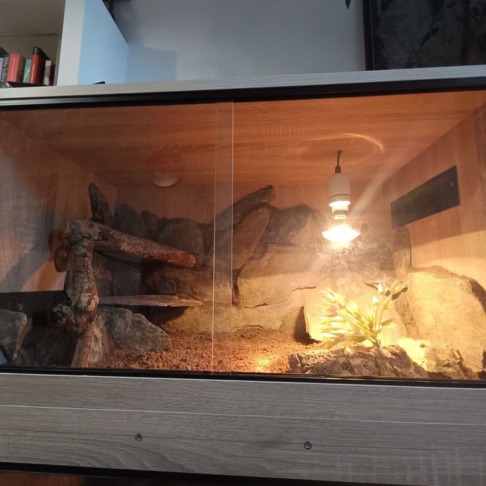 2 agamy brodate + terrarium