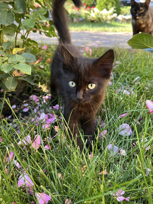 Віддам в хороші руки кошеня Днепр