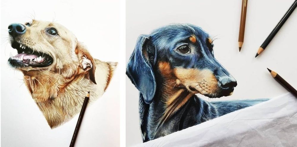 Retratos de animais domésticos e outros