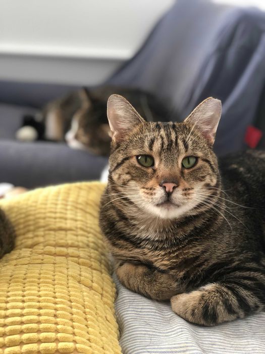 Maniuś - wyjątkowy kot szuka bezpiecznego domu