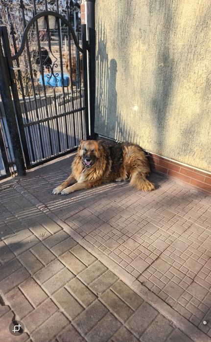 Sonia piękna suczka z ogromnym sercem.