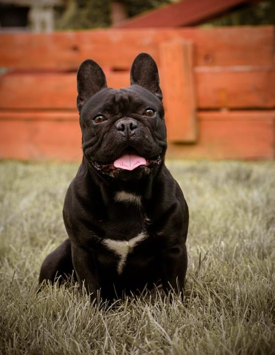 Buldog francuski