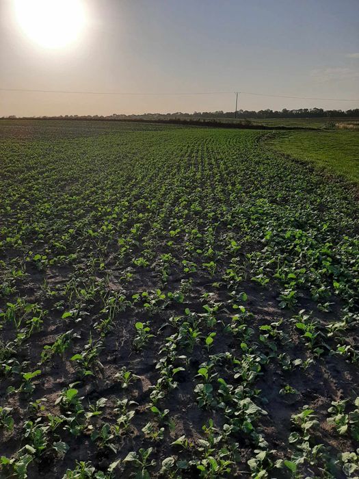 Siew bezorkowy rzepaku I zbóż.  GPS 2.5cm