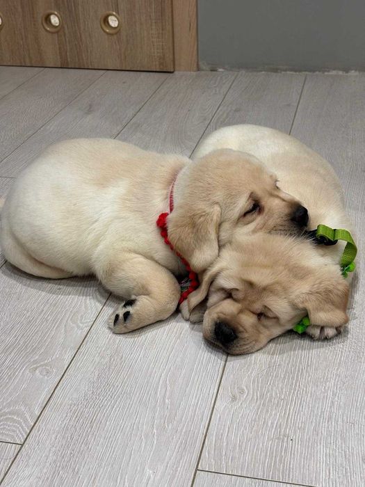 Labrador Retriever suczka biszkoptowa
