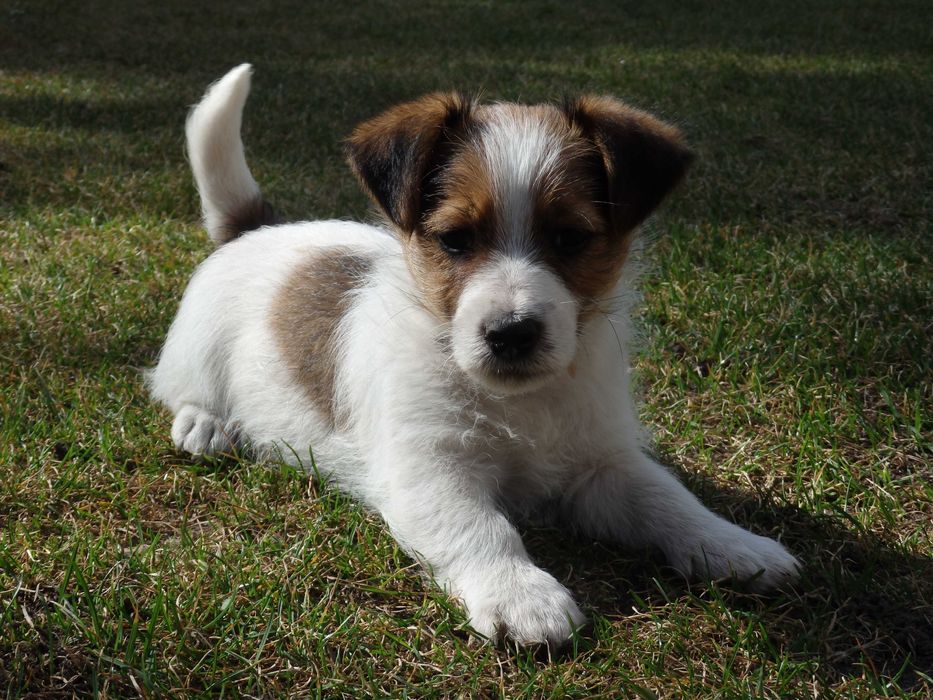 Jack Russell Terrier szorstkowłosy Piesek od # Smartie Jacks # male Jack