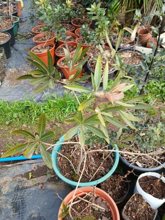 Nerium Oleander e Abutilon Pictum